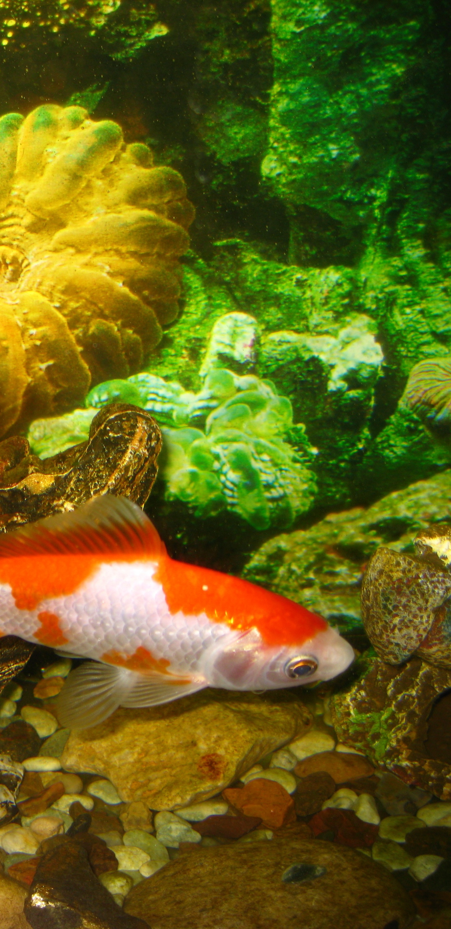 Orange and White Fish in Fish Tank. Wallpaper in 1440x2960 Resolution