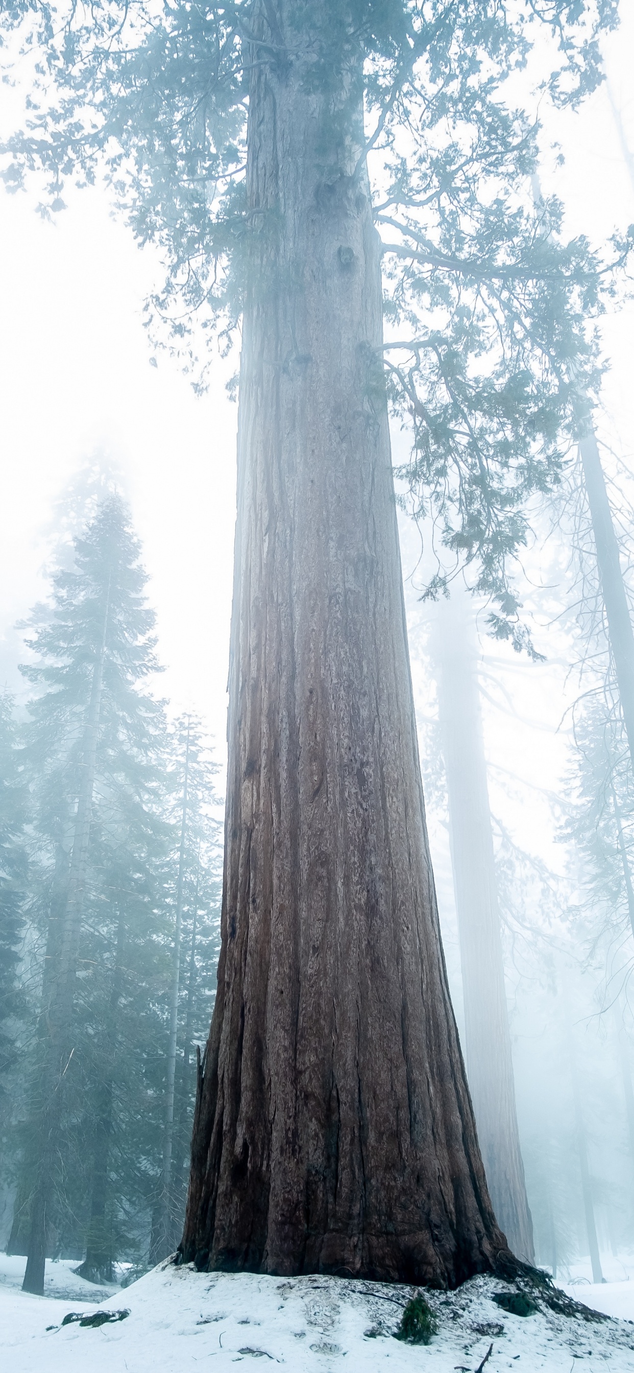Nature, Grand Arbre, Forêt, Hiver, Neige. Wallpaper in 1242x2688 Resolution