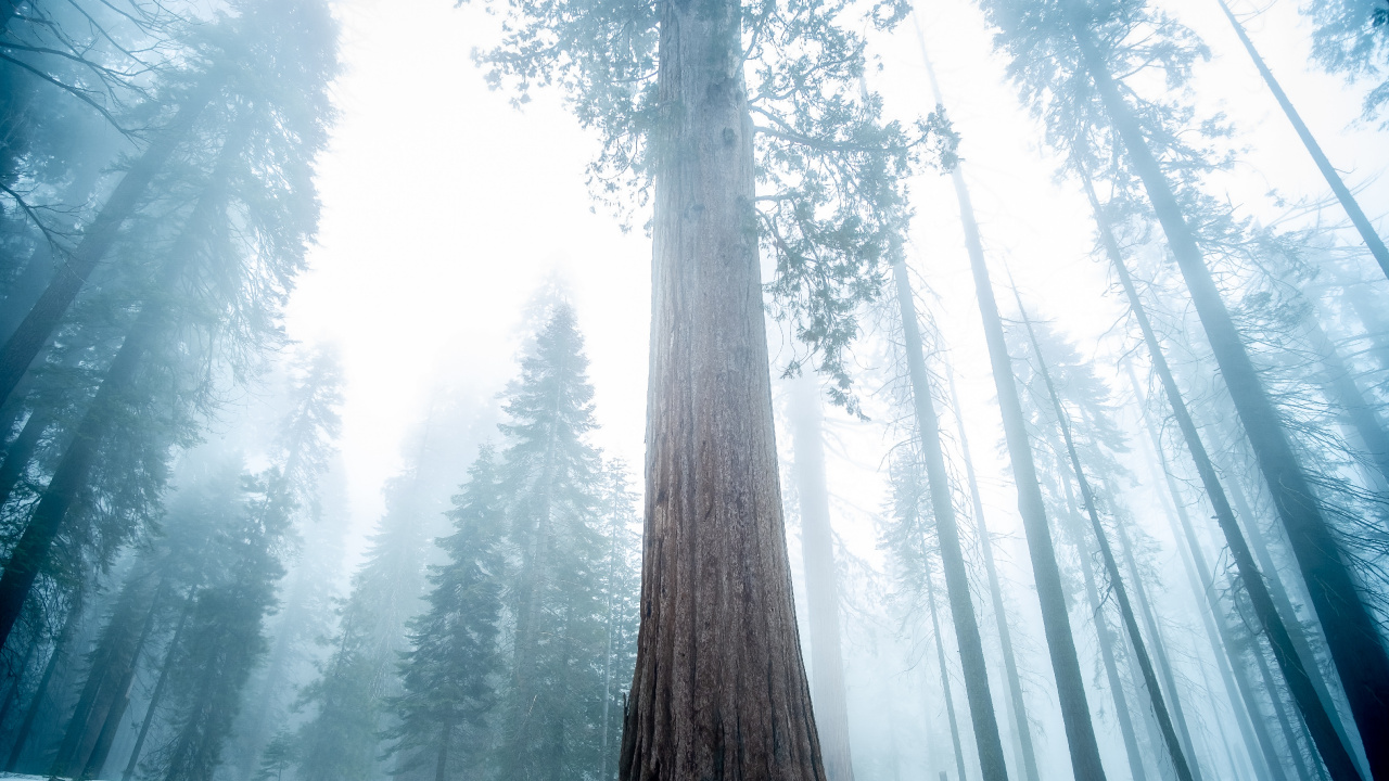Nature, Grand Arbre, Forêt, Hiver, Neige. Wallpaper in 1280x720 Resolution