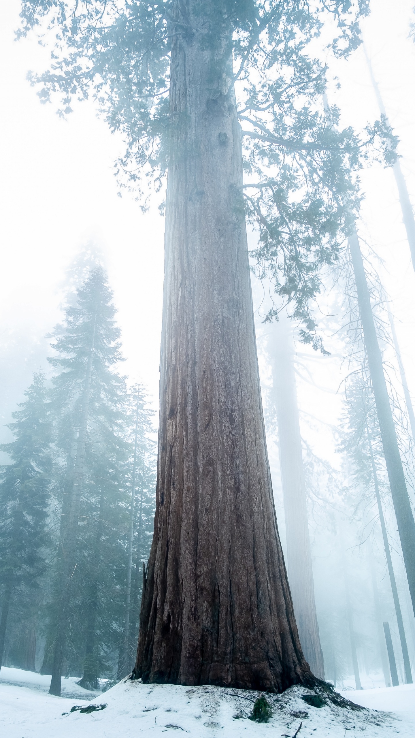 Nature, Grand Arbre, Forêt, Hiver, Neige. Wallpaper in 1440x2560 Resolution