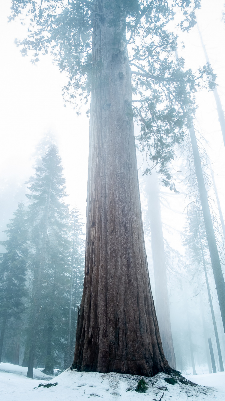 Nature, Grand Arbre, Forêt, Hiver, Neige. Wallpaper in 750x1334 Resolution