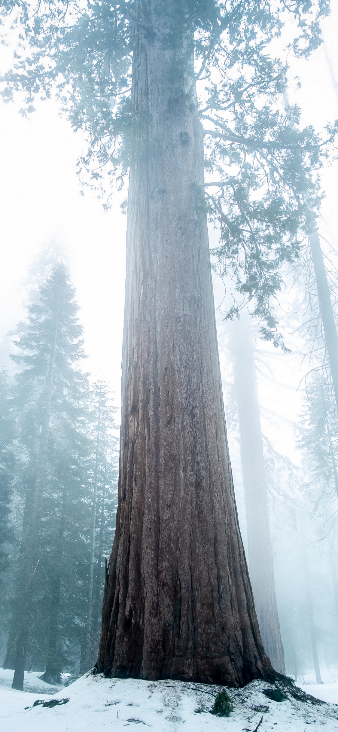 Tree, Nature, Bigtree, Forest, Winter. Wallpaper in 1125x2436 Resolution