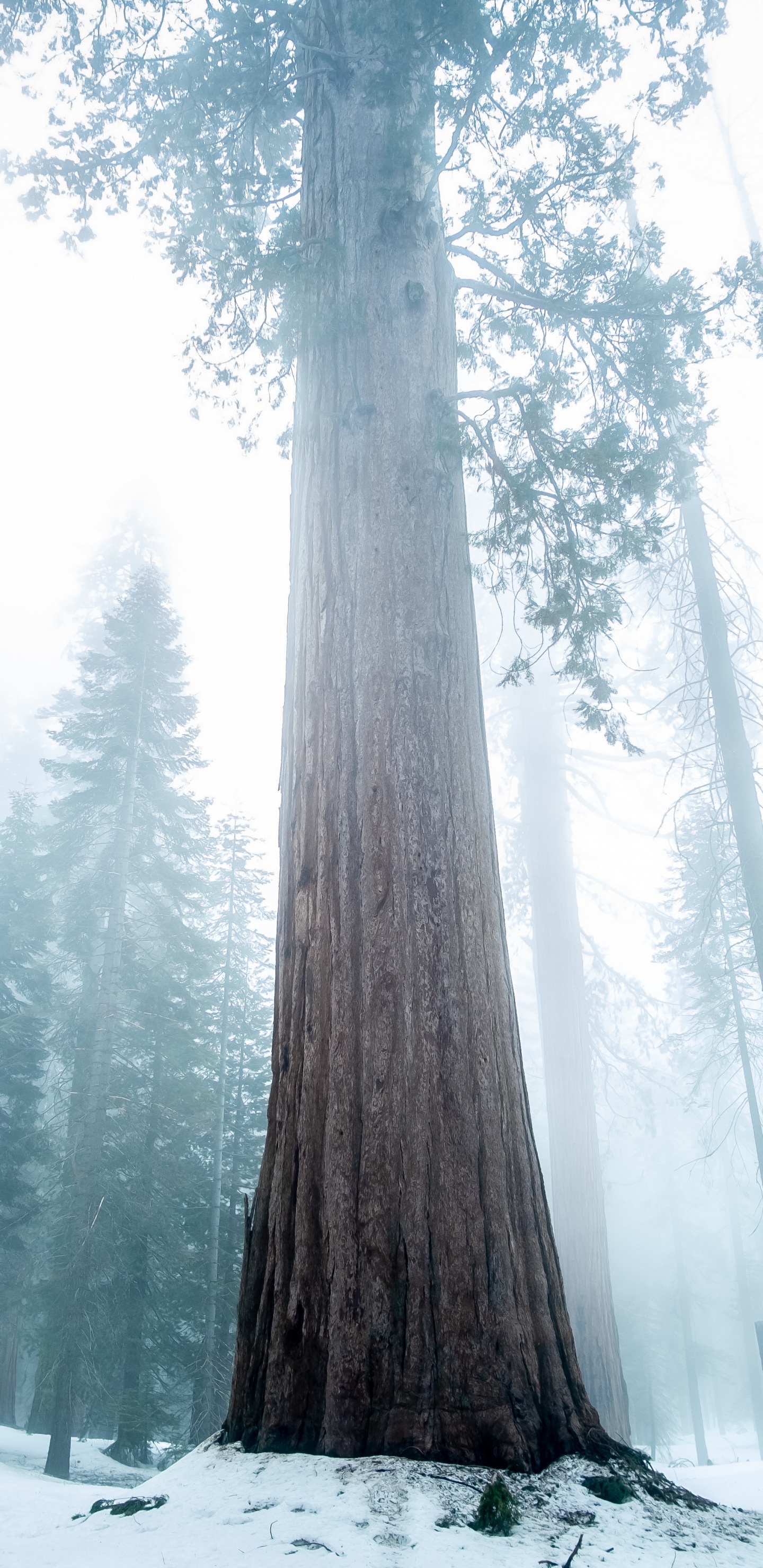 Tree, Nature, Bigtree, Forest, Winter. Wallpaper in 1440x2960 Resolution