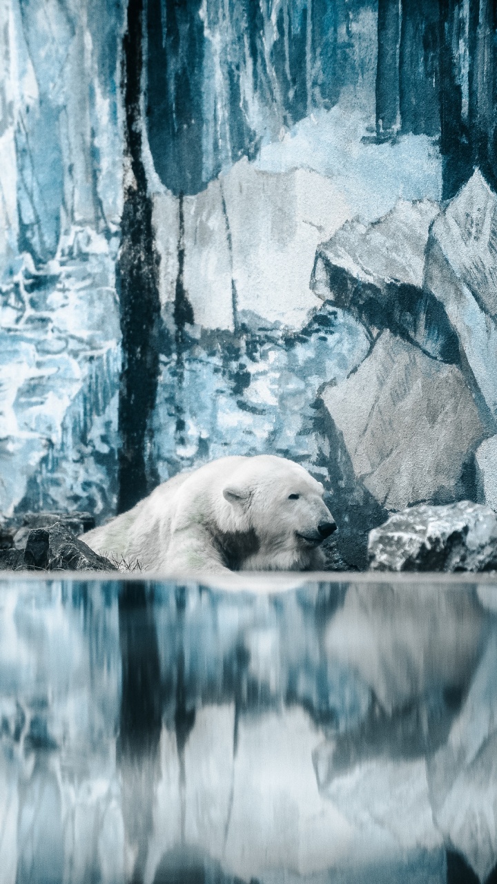 Polar Bear Lying on Rock. Wallpaper in 720x1280 Resolution
