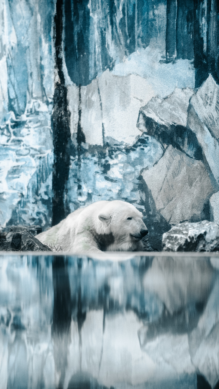 Polar Bear Lying on Rock. Wallpaper in 750x1334 Resolution