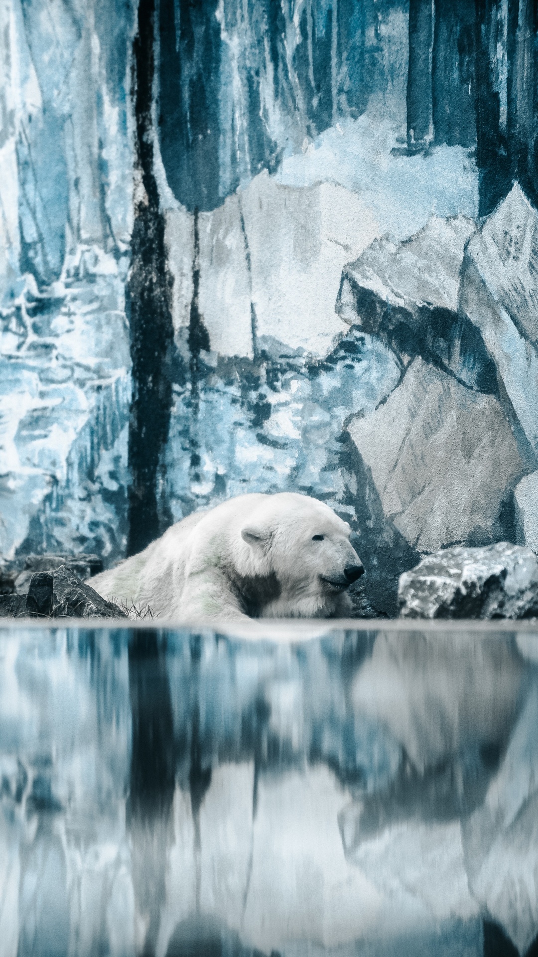 Oso Polar Acostado Sobre Una Roca. Wallpaper in 1080x1920 Resolution