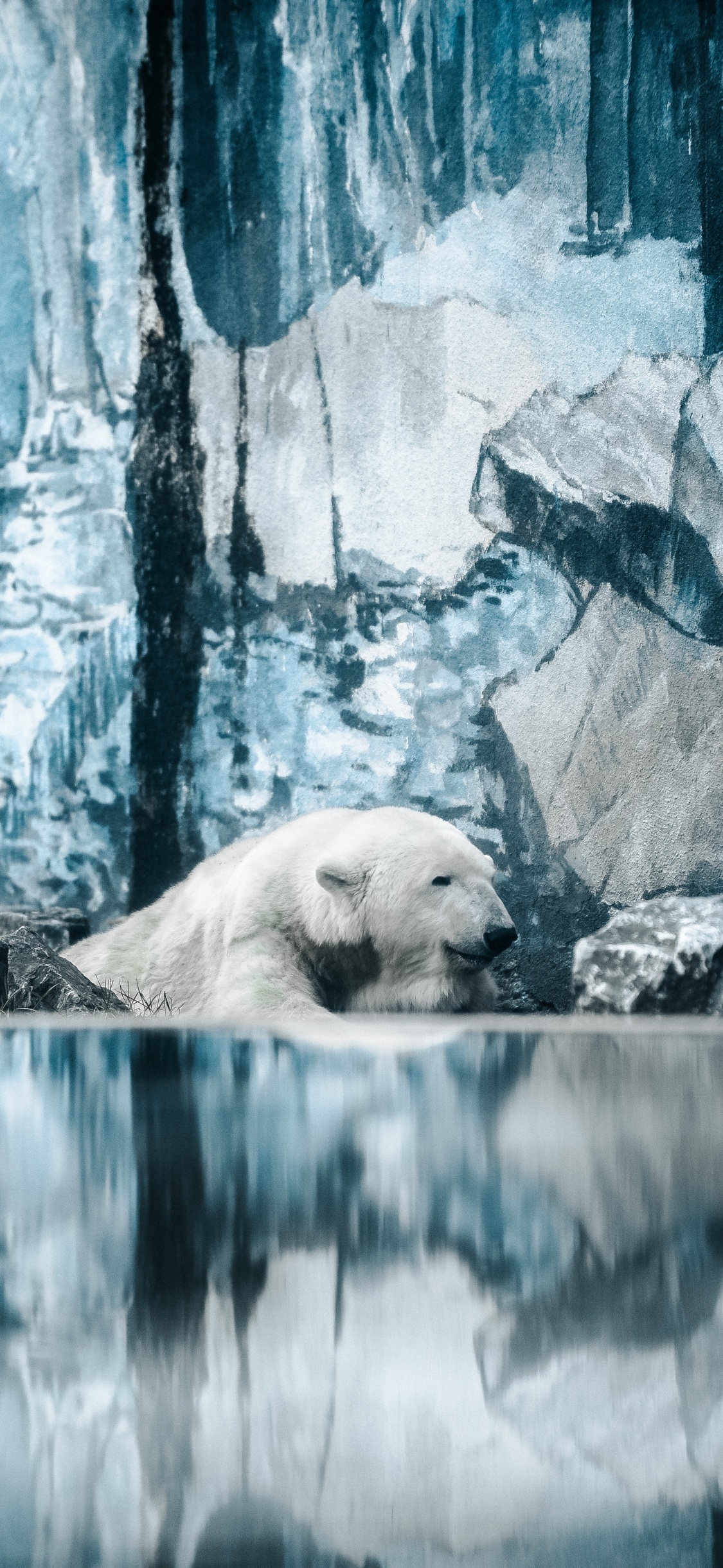 Oso Polar Acostado Sobre Una Roca. Wallpaper in 1125x2436 Resolution