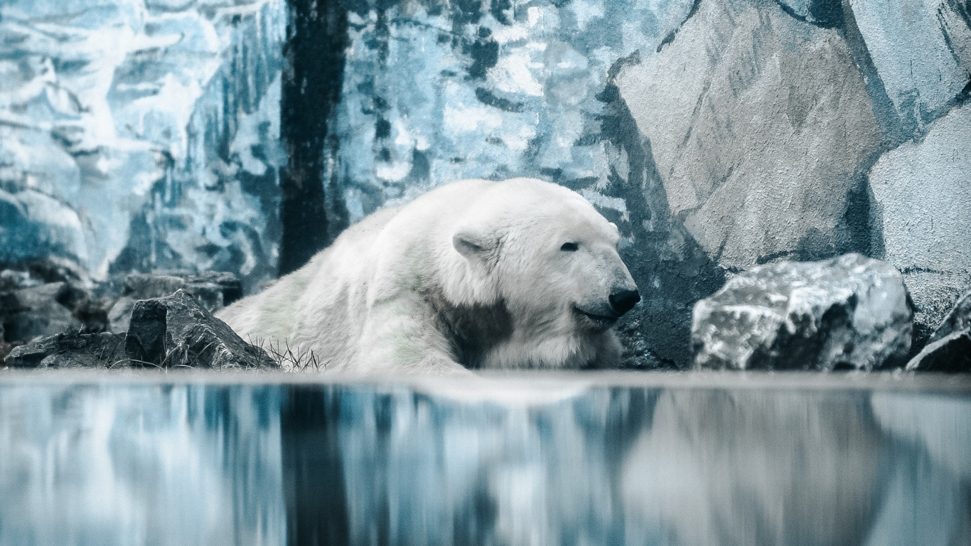 Oso Polar Acostado Sobre Una Roca. Wallpaper in 1366x768 Resolution