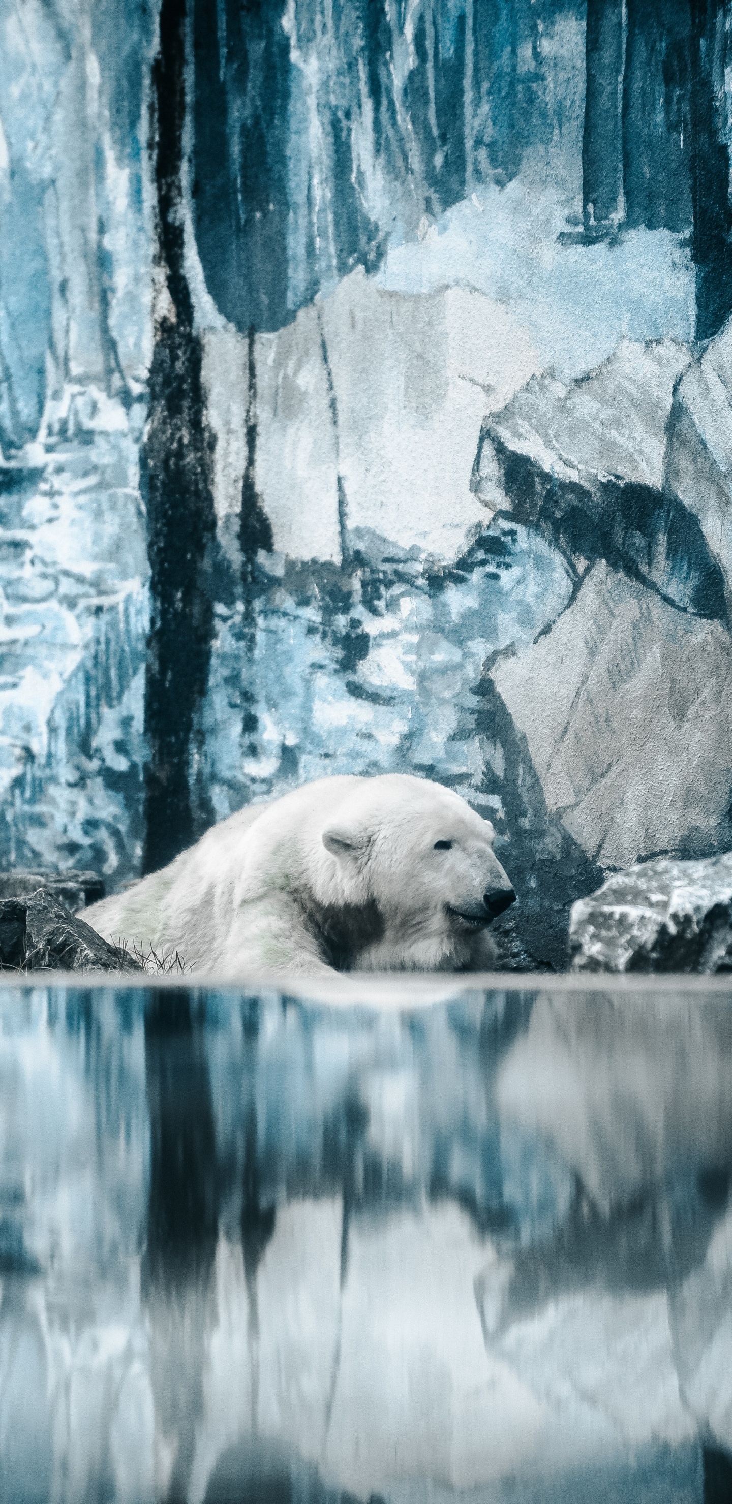 Oso Polar Acostado Sobre Una Roca. Wallpaper in 1440x2960 Resolution