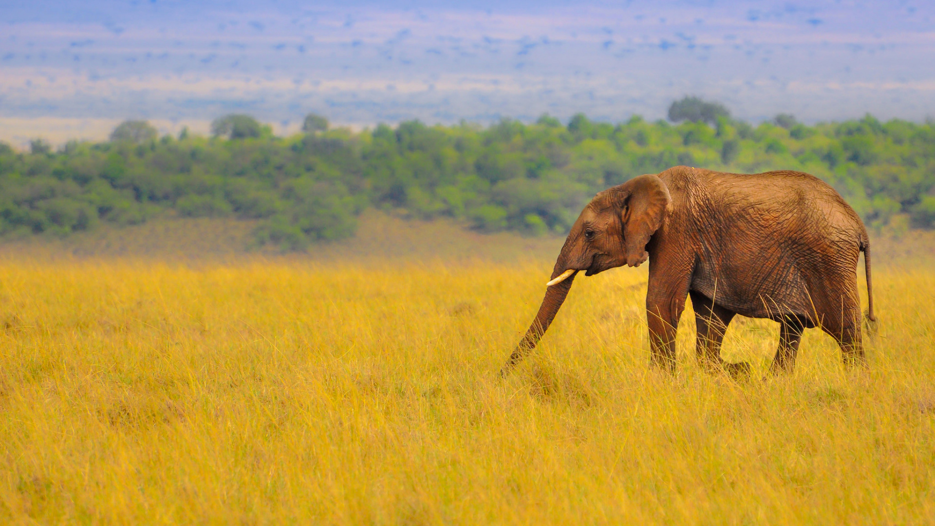 Brown Elephant on Green Grass Field During Daytime. Wallpaper in 1920x1080 Resolution