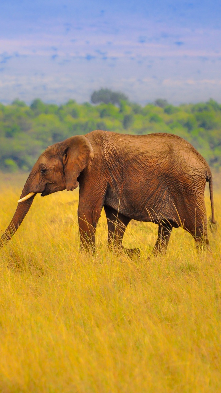 Brown Elephant on Green Grass Field During Daytime. Wallpaper in 720x1280 Resolution