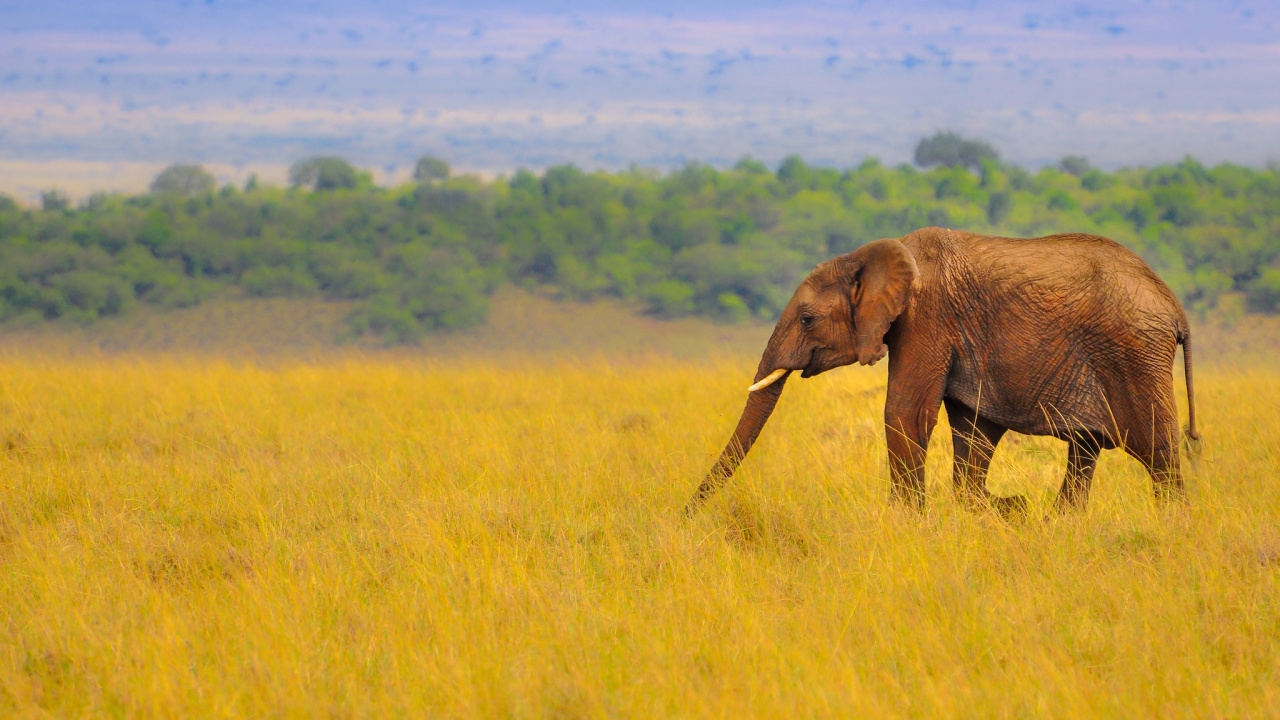 Éléphant Brun Sur Terrain D'herbe Verte Pendant la Journée. Wallpaper in 1280x720 Resolution