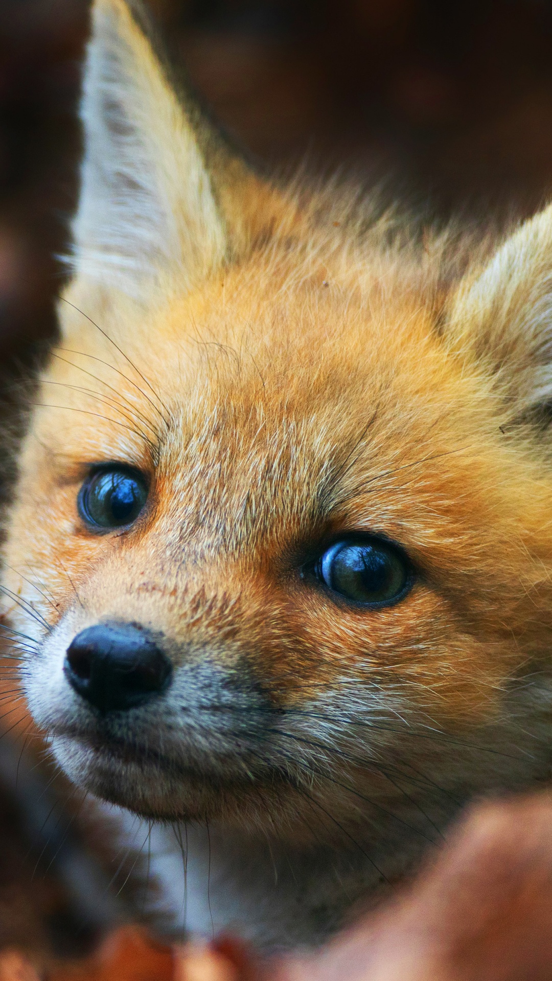 Brauner Fuchs Auf Braunem Ast. Wallpaper in 1080x1920 Resolution