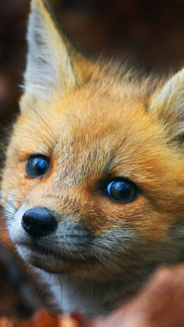 Renard Brun Sur Une Branche D'arbre Brun. Wallpaper in 750x1334 Resolution