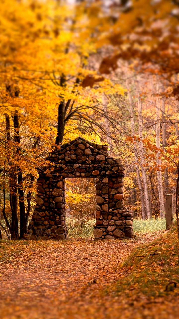 Gelbe Blätter Auf Dem Boden, Umgeben Von Bäumen. Wallpaper in 720x1280 Resolution