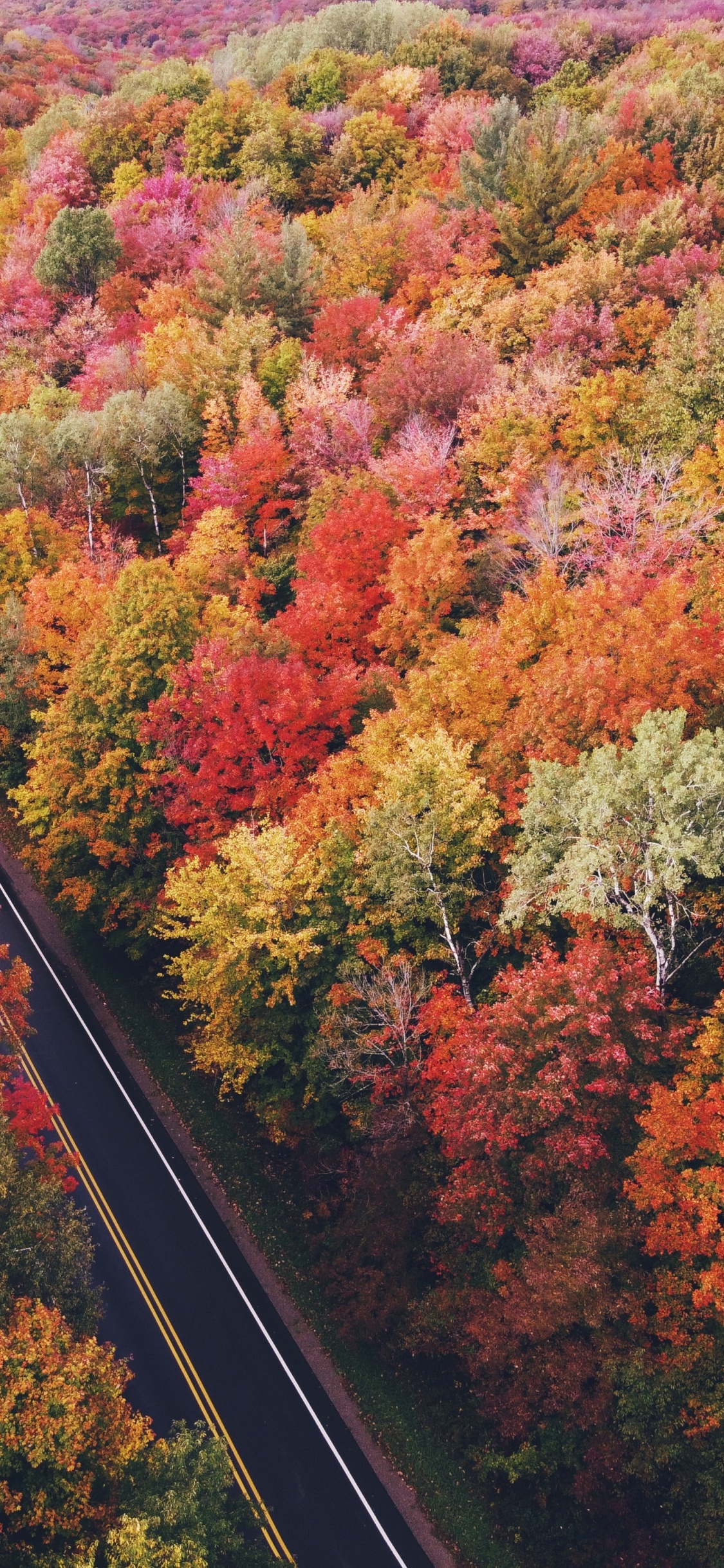 Aerial View Fall Trees, Tree, Plant Community, Plant, Ecoregion. Wallpaper in 1125x2436 Resolution