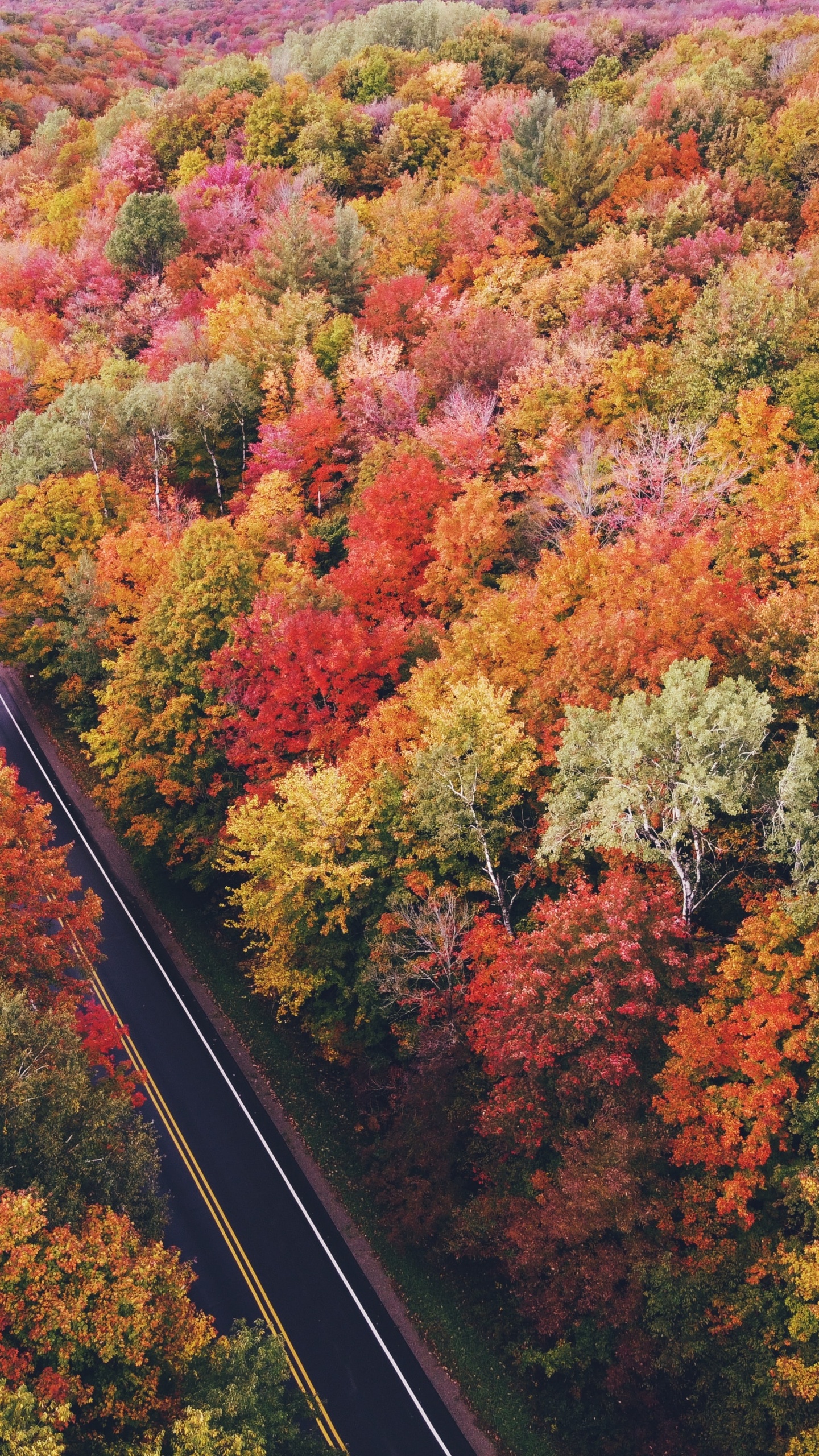 Aerial View Fall Trees, Tree, Plant Community, Plant, Ecoregion. Wallpaper in 1440x2560 Resolution