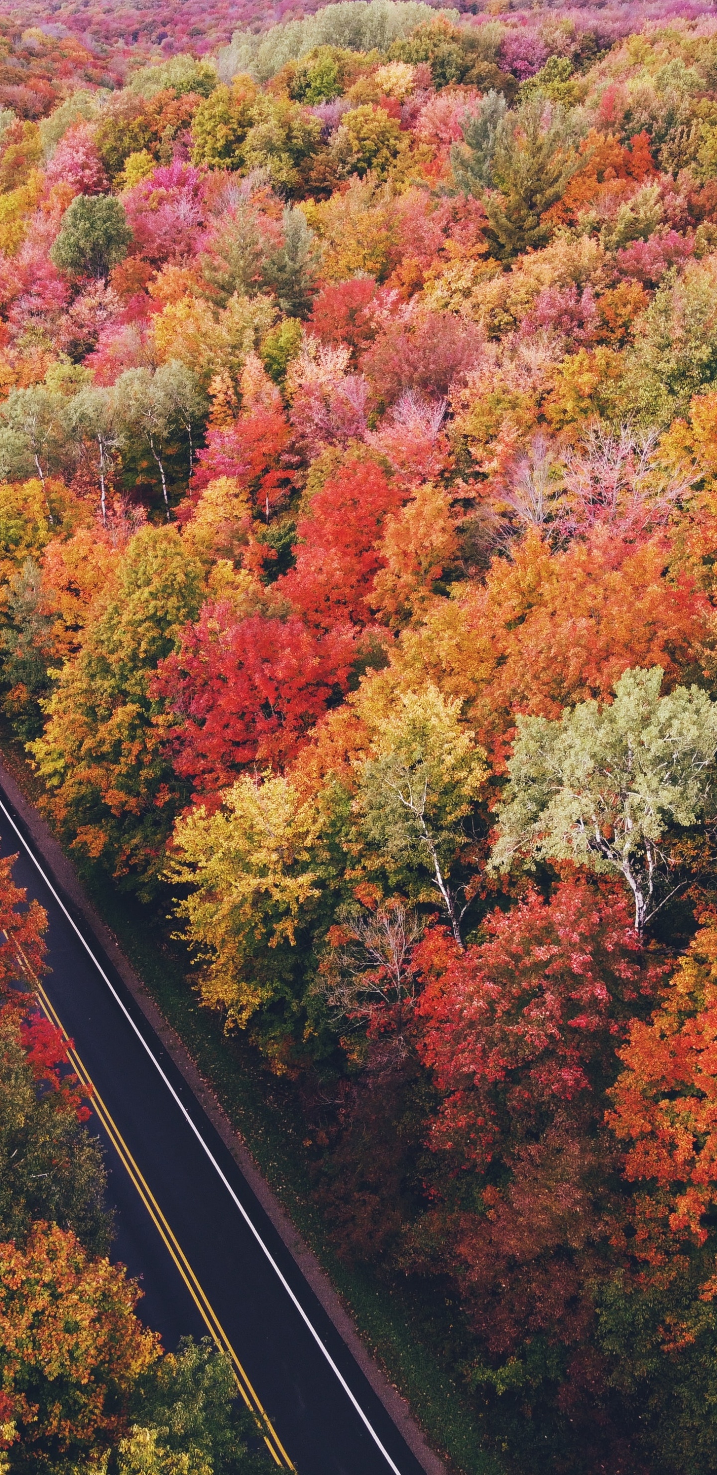 Aerial View Fall Trees, Tree, Plant Community, Plant, Ecoregion. Wallpaper in 1440x2960 Resolution