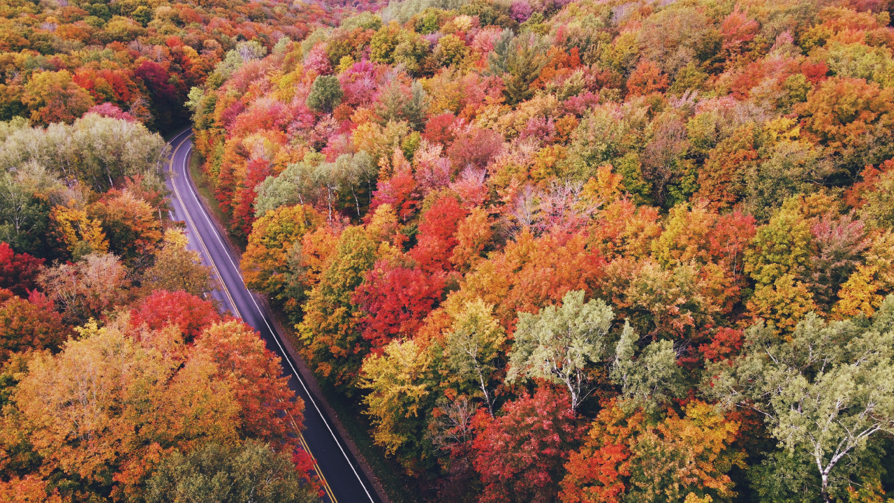 Vue Aérienne Arbres D'automne, Plante de la Communauté, L'écorégion, Paysage Naturel, Botanique. Wallpaper in 1280x720 Resolution