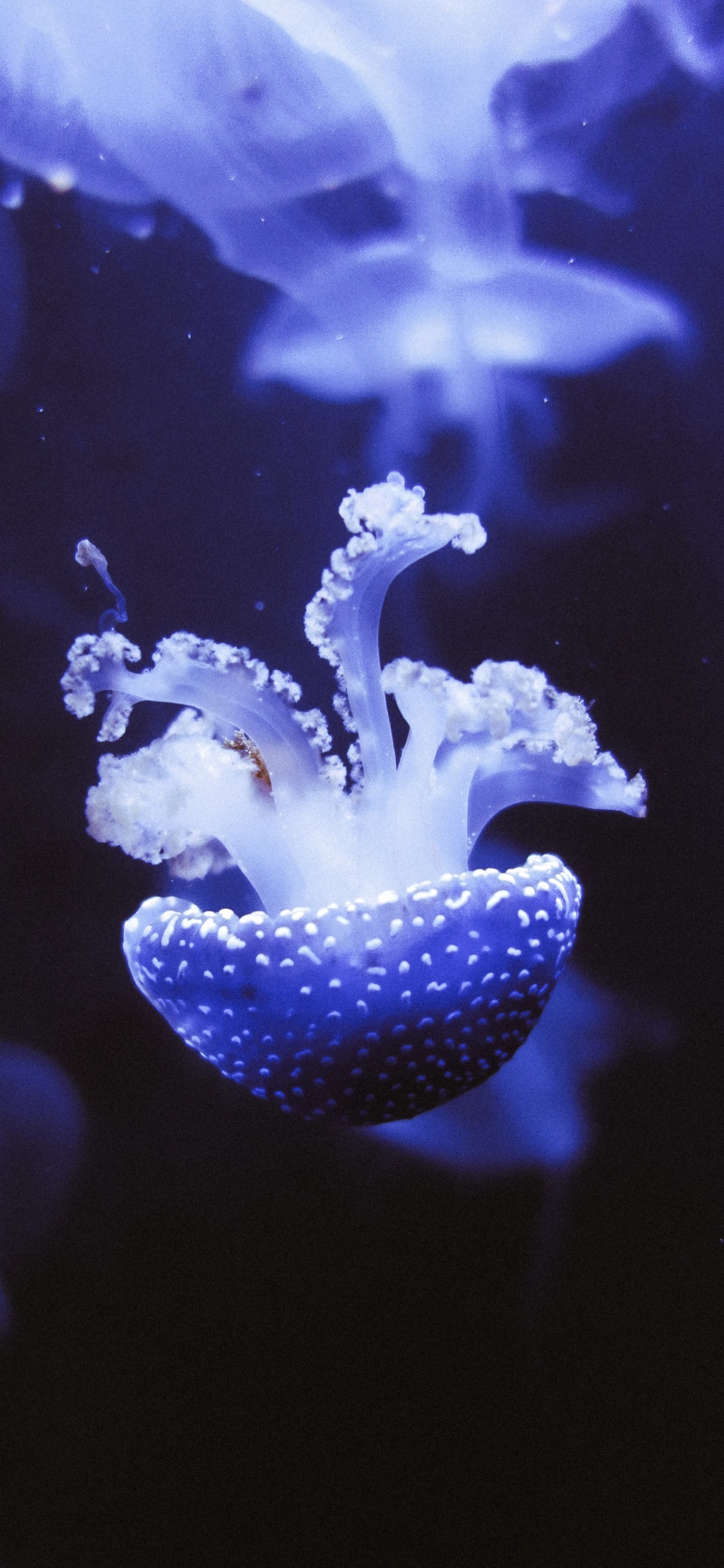 Medusas Blancas y Azules en el Agua. Wallpaper in 1242x2688 Resolution