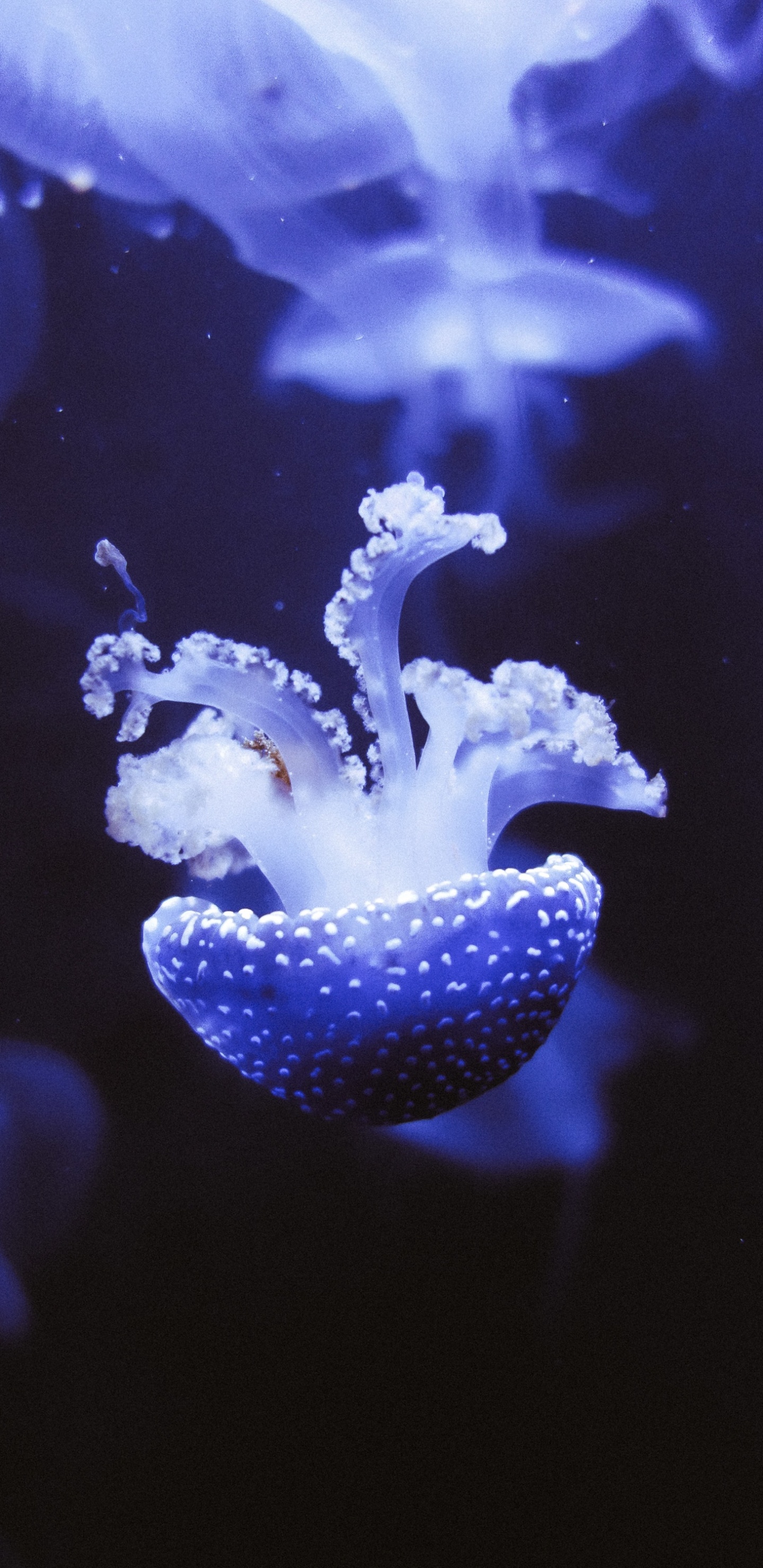 Medusas Blancas y Azules en el Agua. Wallpaper in 1440x2960 Resolution