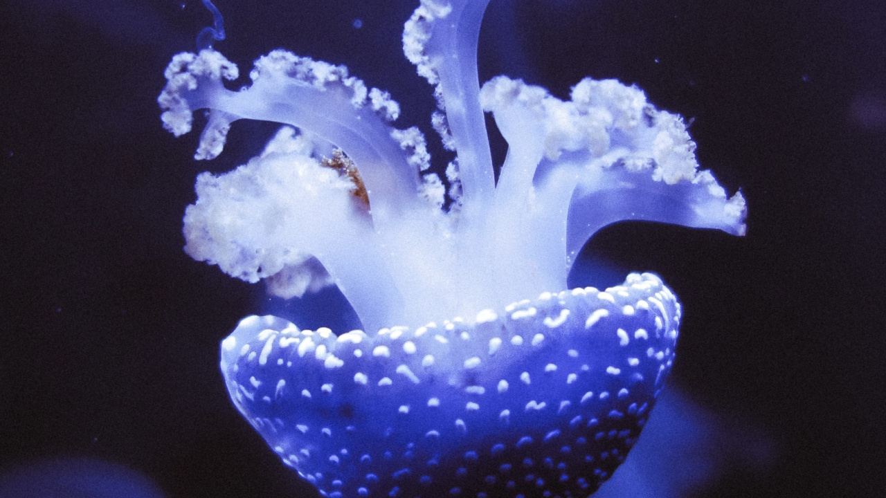 White and Blue Jellyfish in Water. Wallpaper in 1280x720 Resolution