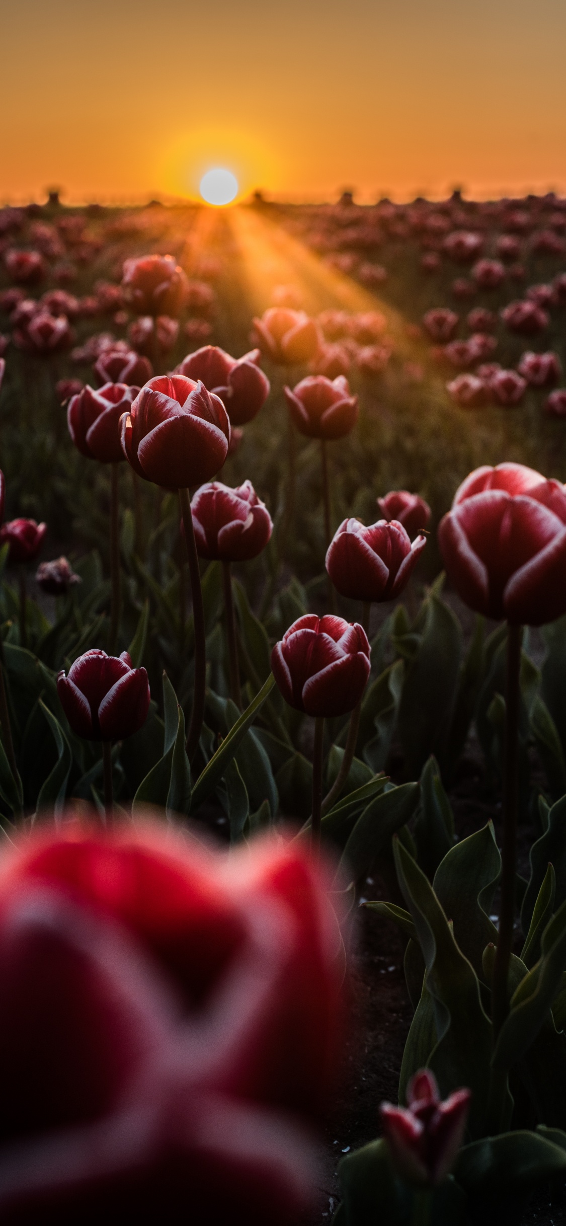 Rotes Tulpenfeld Bei Sonnenuntergang. Wallpaper in 1125x2436 Resolution