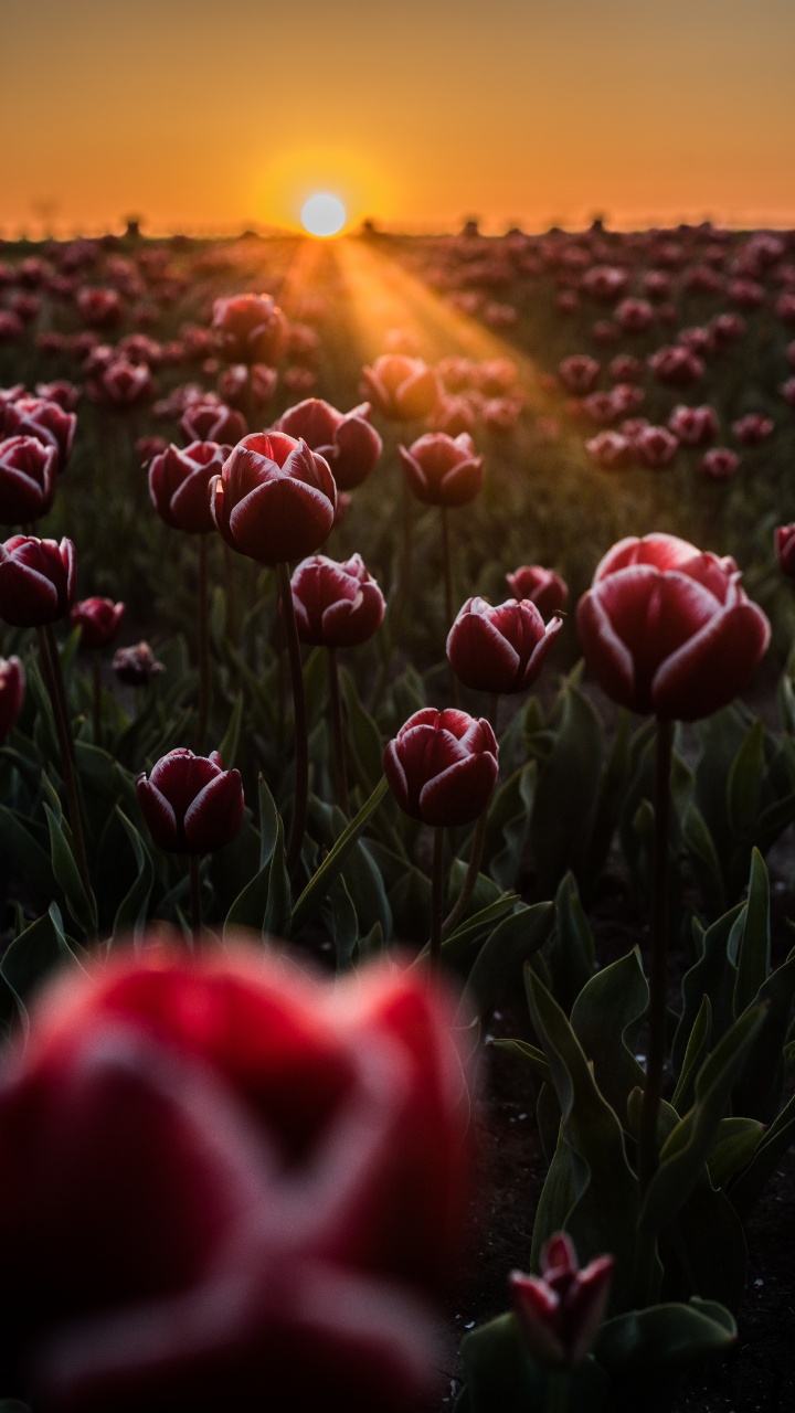 Rotes Tulpenfeld Bei Sonnenuntergang. Wallpaper in 720x1280 Resolution