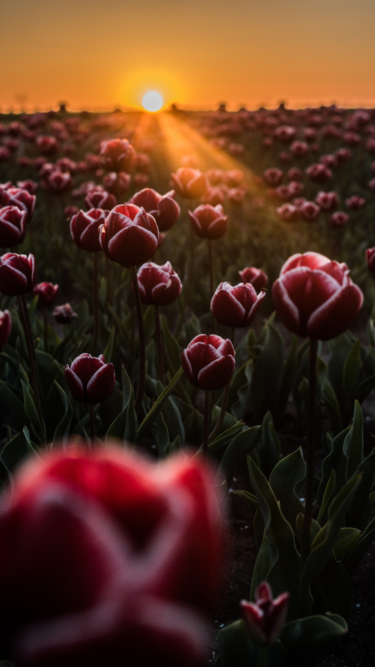 Rotes Tulpenfeld Bei Sonnenuntergang. Wallpaper in 750x1334 Resolution