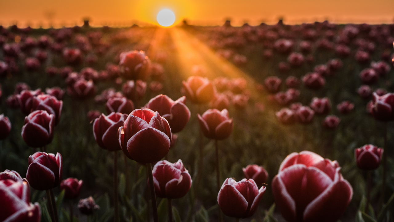 Champ de Tulipes Rouges au Coucher du Soleil. Wallpaper in 1280x720 Resolution