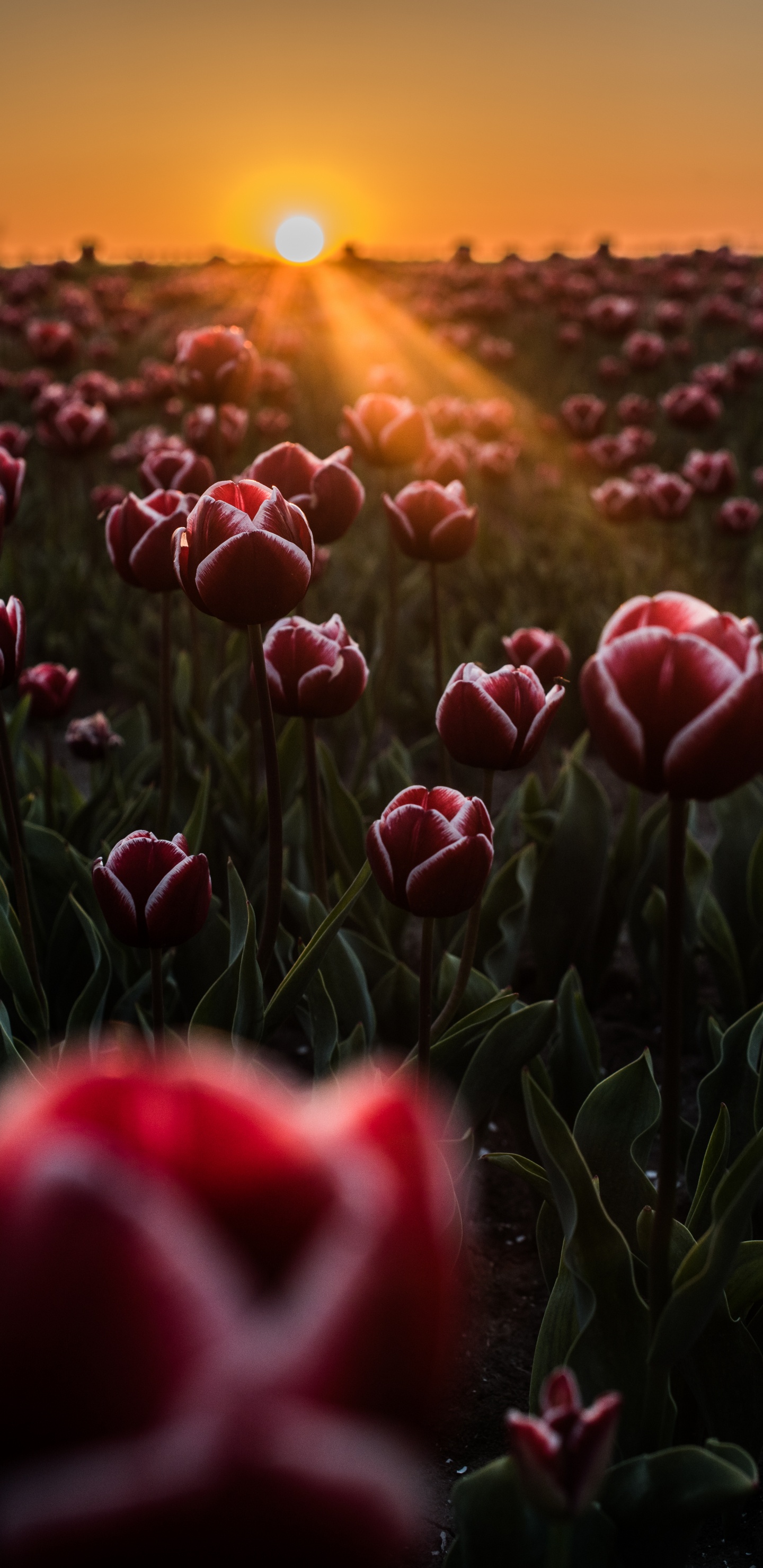 Champ de Tulipes Rouges au Coucher du Soleil. Wallpaper in 1440x2960 Resolution