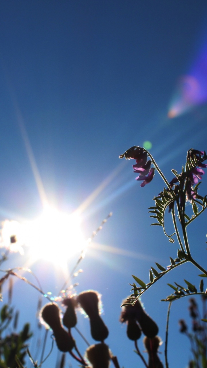 天气, 阳光, 性质, 新闻, 报纸 壁纸 720x1280 允许