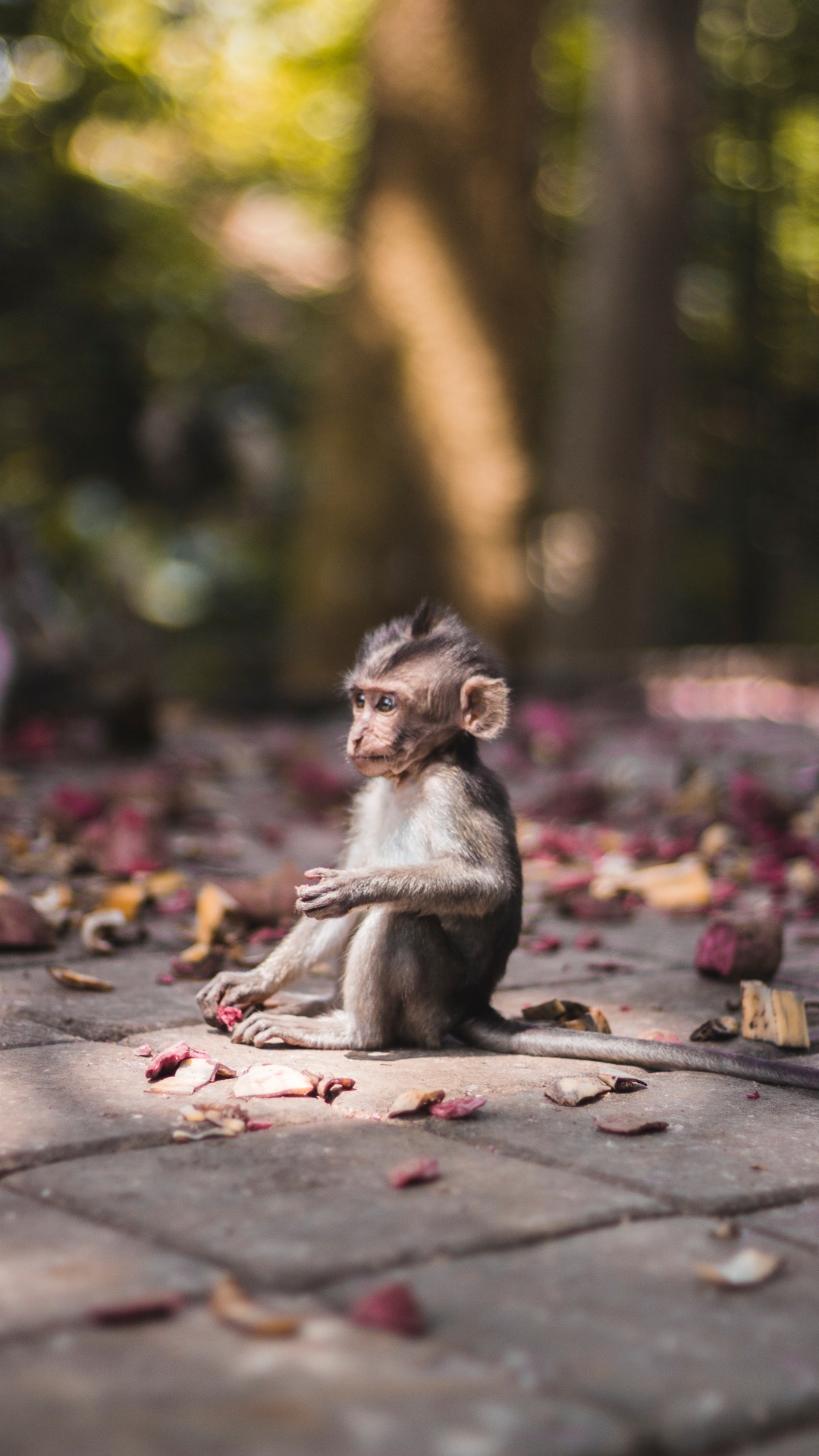 Brown Monkey Sitting on Brown Concrete Floor During Daytime. Wallpaper in 1080x1920 Resolution