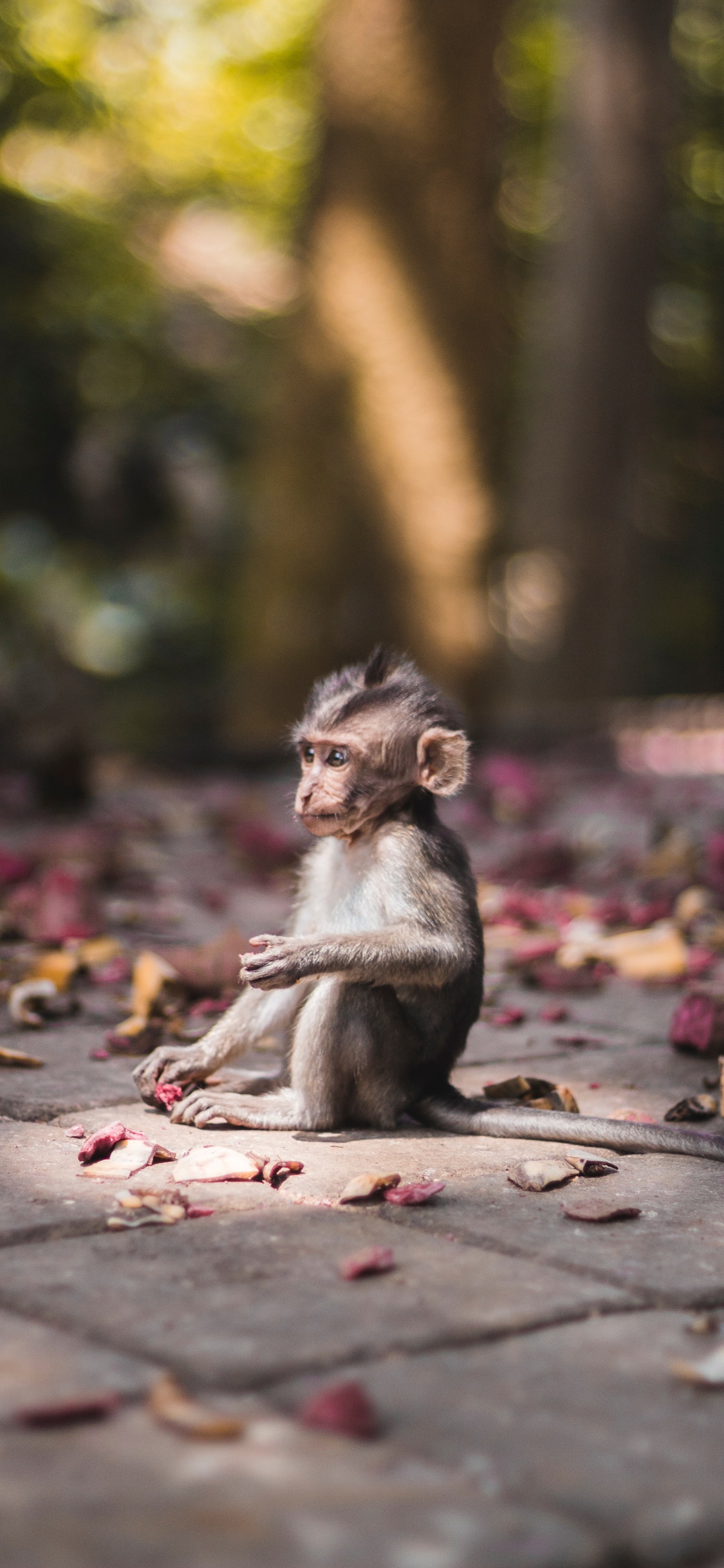 Brown Monkey Sitting on Brown Concrete Floor During Daytime. Wallpaper in 1125x2436 Resolution