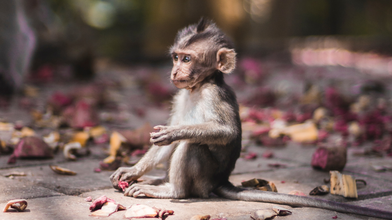 Brown Monkey Sitting on Brown Concrete Floor During Daytime. Wallpaper in 1366x768 Resolution