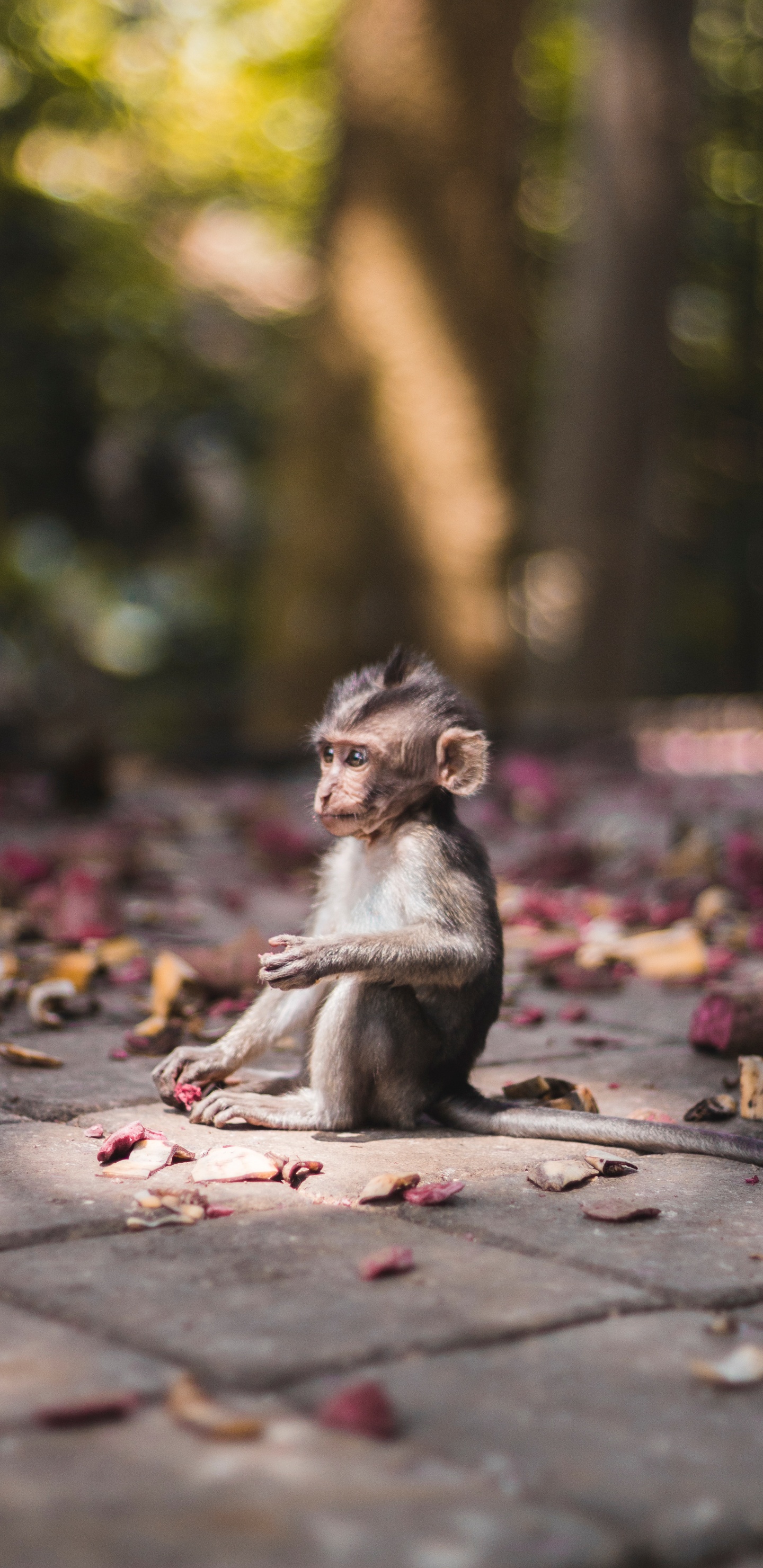 Brown Monkey Sitting on Brown Concrete Floor During Daytime. Wallpaper in 1440x2960 Resolution