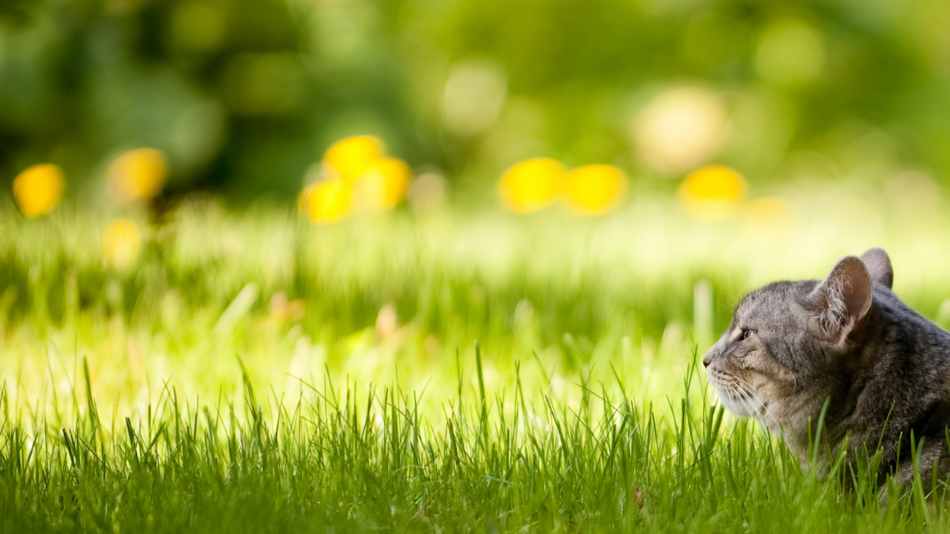 Chat Brun et Blanc Sur L'herbe Verte Pendant la Journée. Wallpaper in 1366x768 Resolution