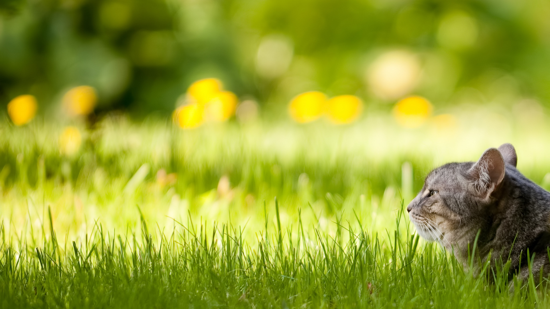 Chat Brun et Blanc Sur L'herbe Verte Pendant la Journée. Wallpaper in 1920x1080 Resolution