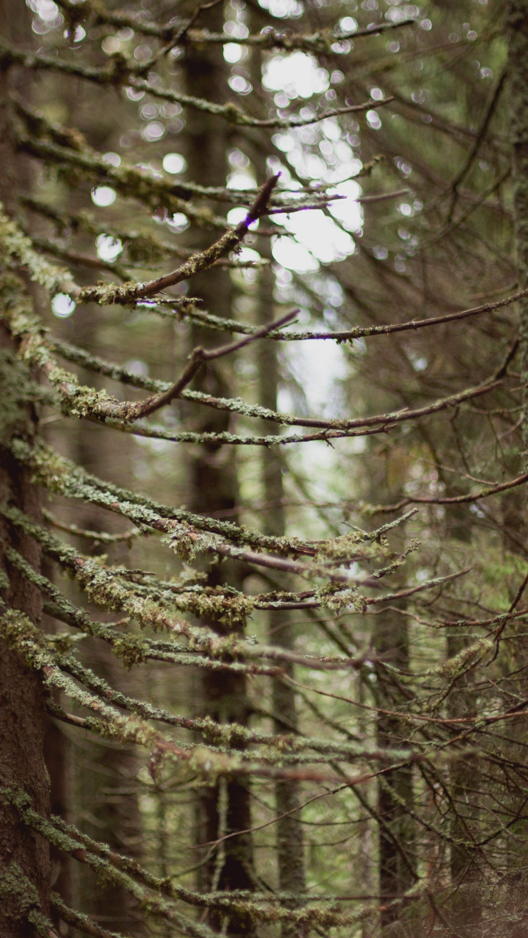 Brown Tree Trunk During Daytime. Wallpaper in 1080x1920 Resolution