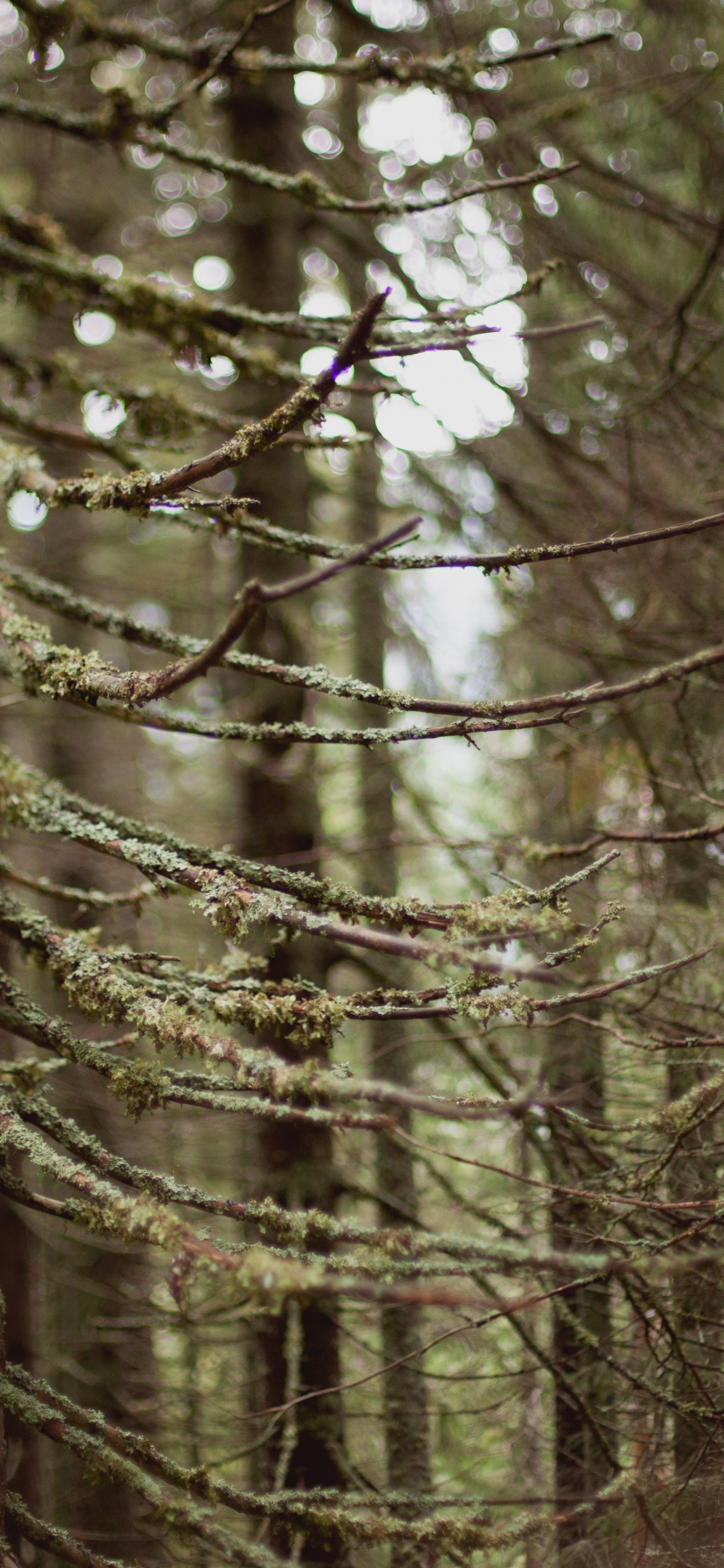 Brown Tree Trunk During Daytime. Wallpaper in 1125x2436 Resolution