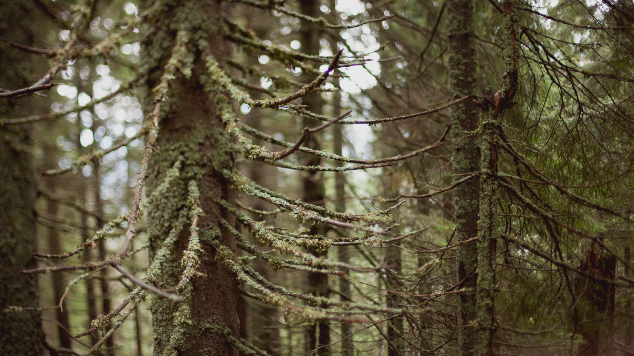 Brown Tree Trunk During Daytime. Wallpaper in 1280x720 Resolution