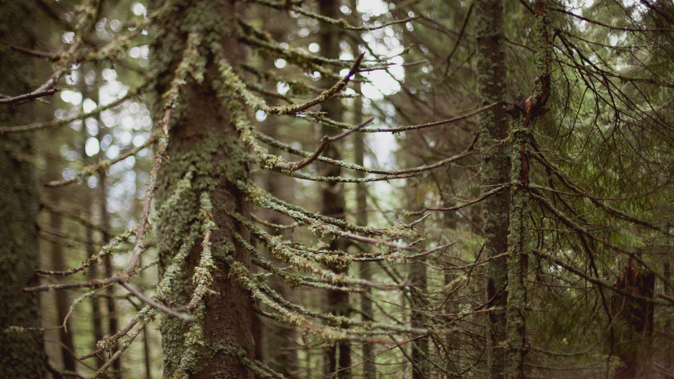 Brown Tree Trunk During Daytime. Wallpaper in 1366x768 Resolution