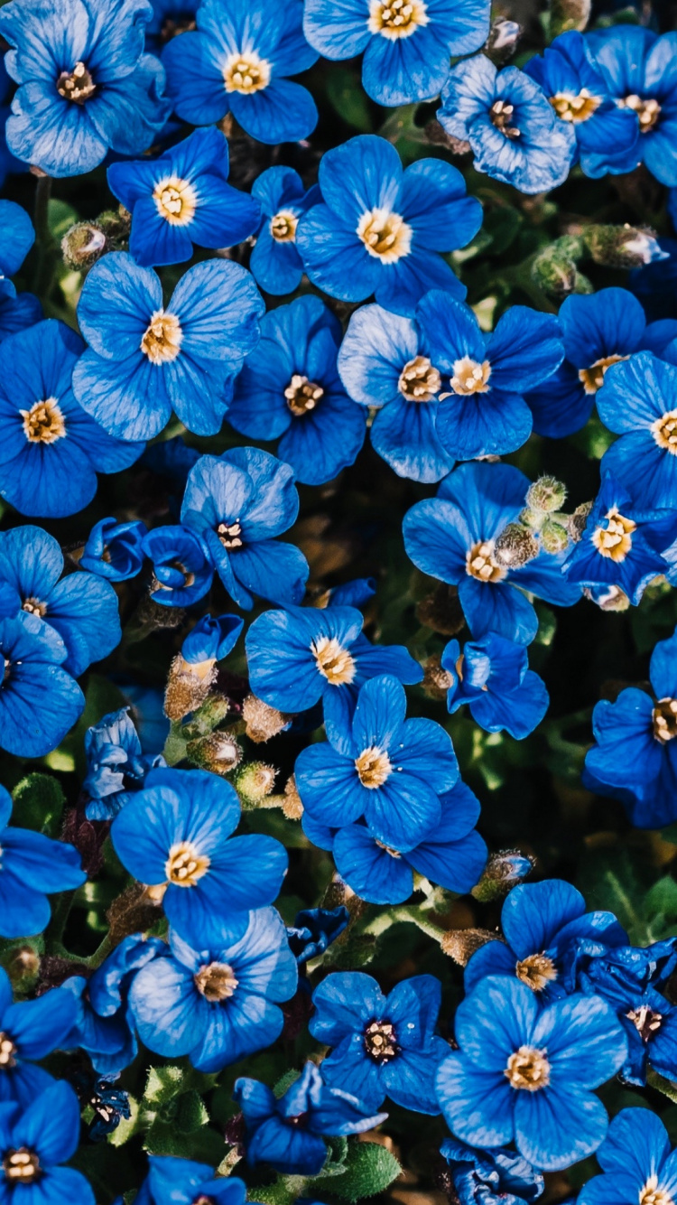 Plants, Flower, Flowering Plant, Succulent Plant, Plant. Wallpaper in 750x1334 Resolution