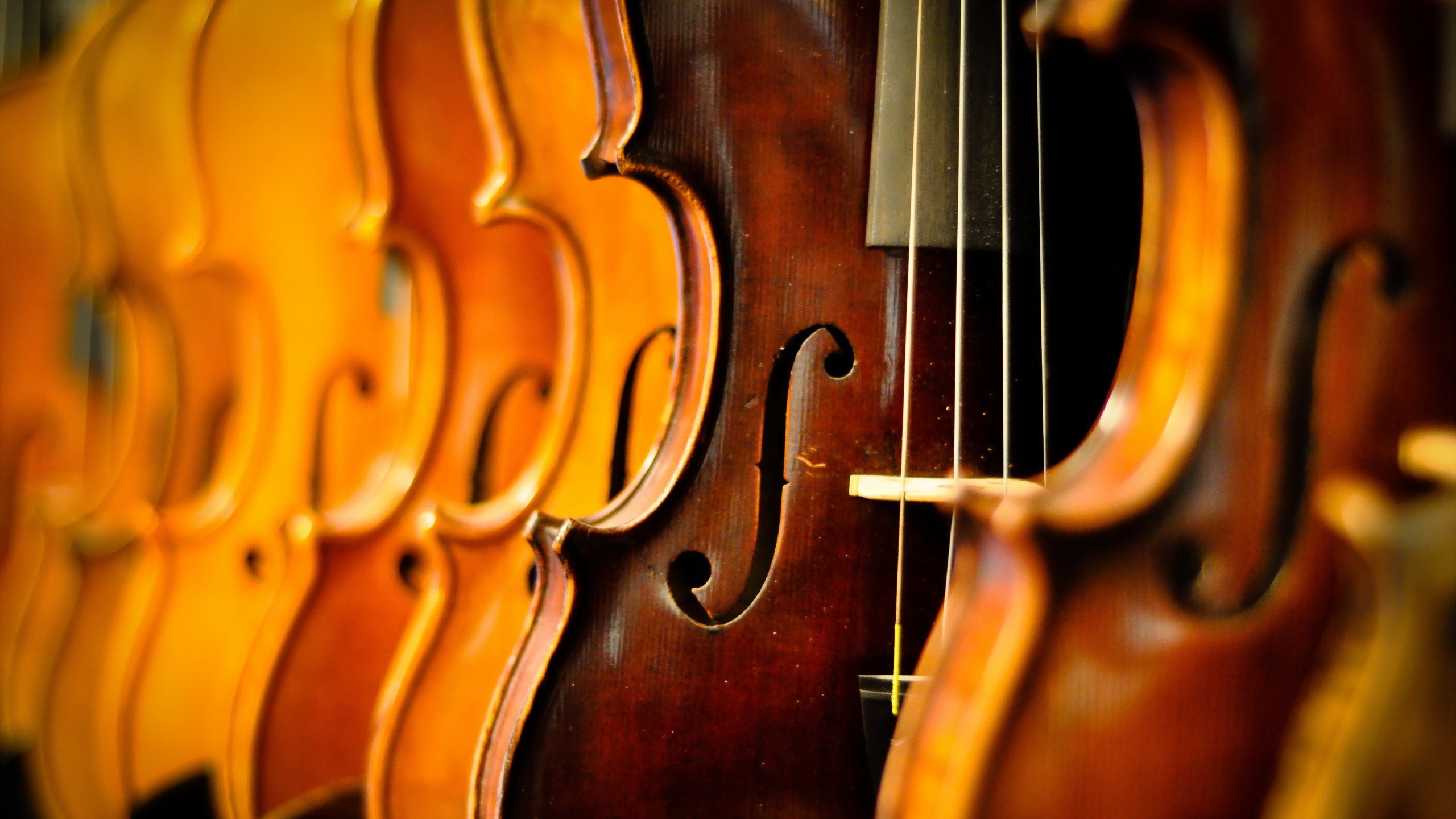 Bass Violin, Violin, Double Bass, Violone, Viola. Wallpaper in 2560x1440 Resolution