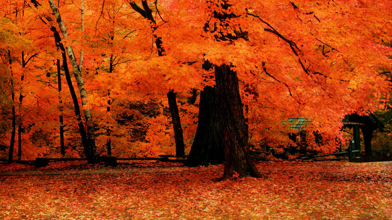 Brown and Yellow Leaves on Ground. Wallpaper in 1280x720 Resolution