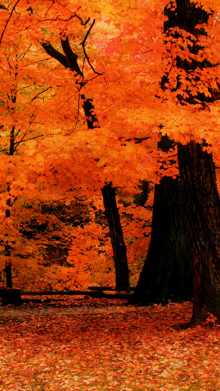 Brown and Yellow Leaves on Ground. Wallpaper in 750x1334 Resolution
