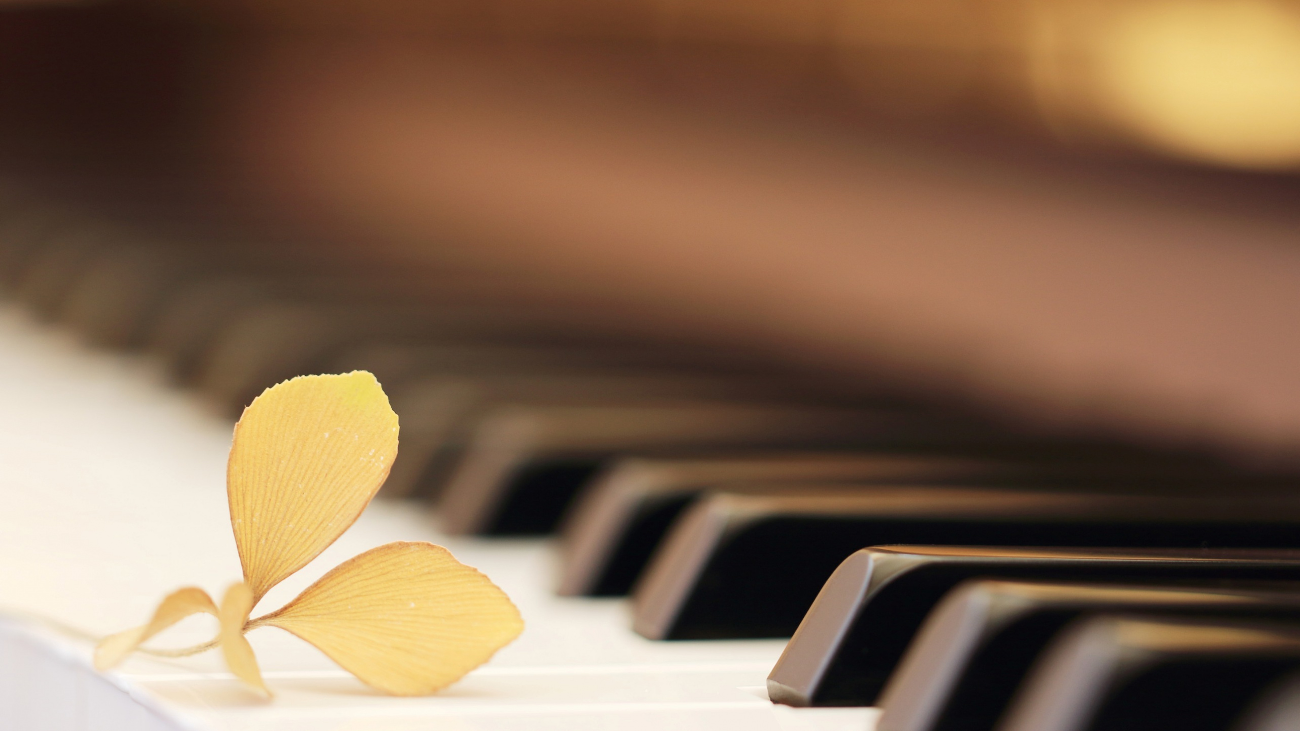 Piano, Teclado, Instrumento Musical, Teclado Musical, Tristeza. Wallpaper in 2560x1440 Resolution