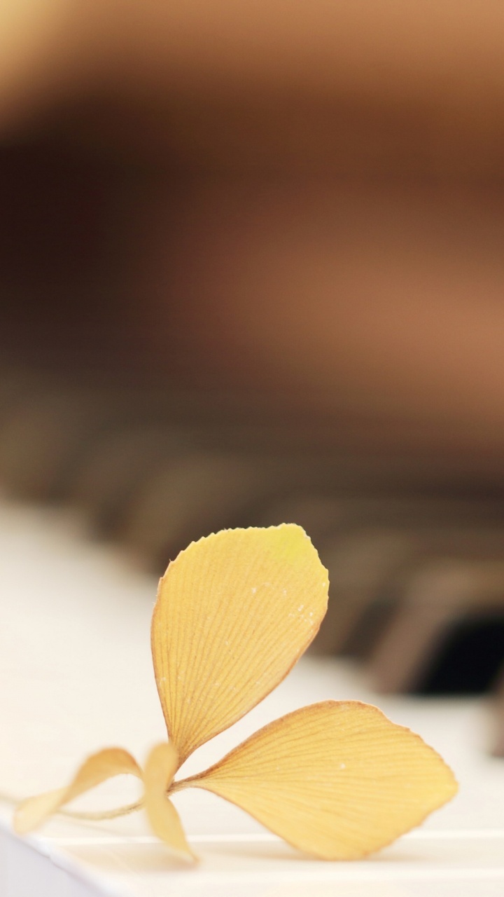 Klavier, Tastatur, Musikalische Tastatur, Traurigkeit, Zeichnung. Wallpaper in 720x1280 Resolution