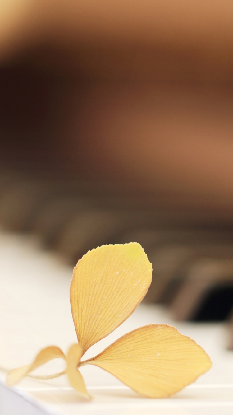 Klavier, Tastatur, Musikalische Tastatur, Traurigkeit, Zeichnung. Wallpaper in 750x1334 Resolution