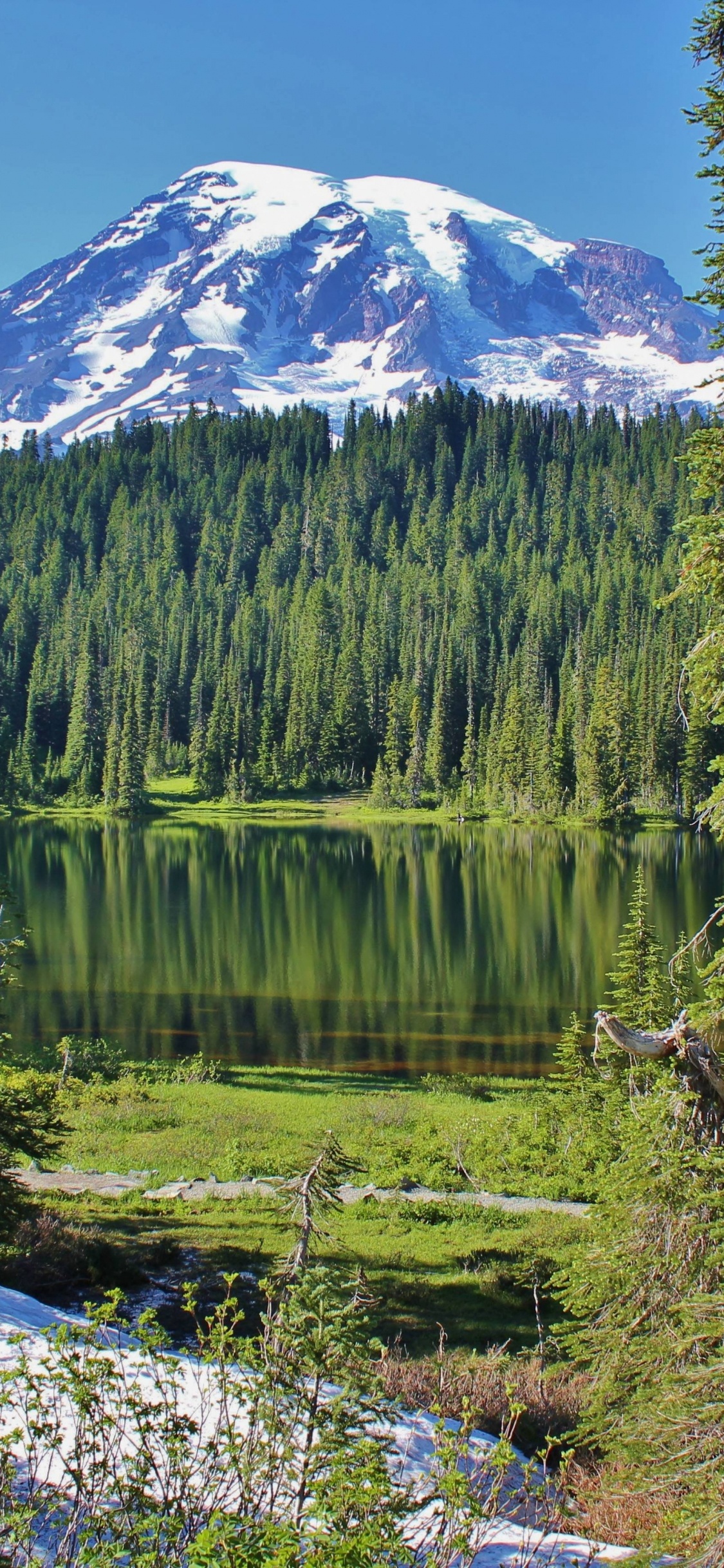 Pinos Verdes Cerca Del Lago Durante el Día. Wallpaper in 1125x2436 Resolution